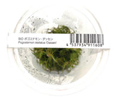 ADA 達森百葉草 Pogostemon stellatus 'Dassen' IC026